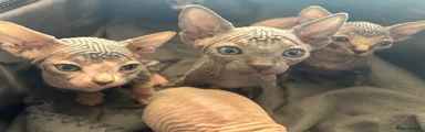 Sphynx 3