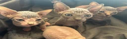 Sphynx cats for sale: Beautiful example Sphynx babies  - Advert 3