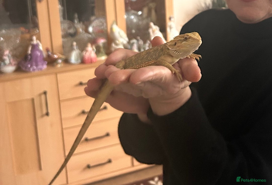 Bearded Dragon reptiles for sale: Two dragons ( brother and sister)  - Advert 3