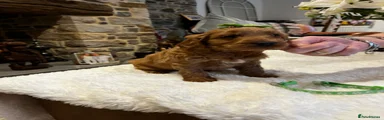 Cockapoo Puppy 3