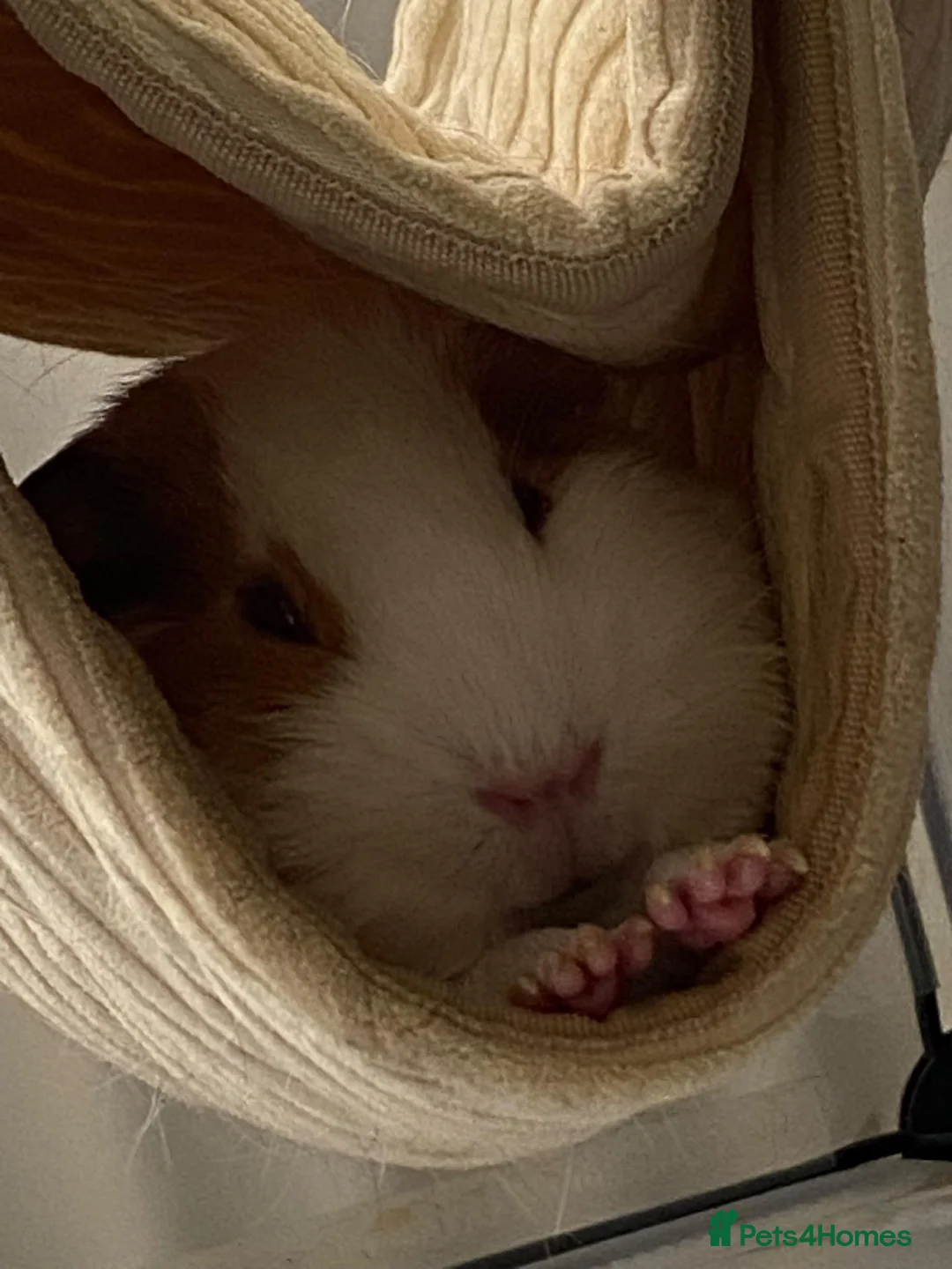 Guinea Pig rodents for sale:  Ester and Clover Pair of female guinea pigs  - Advert 2
