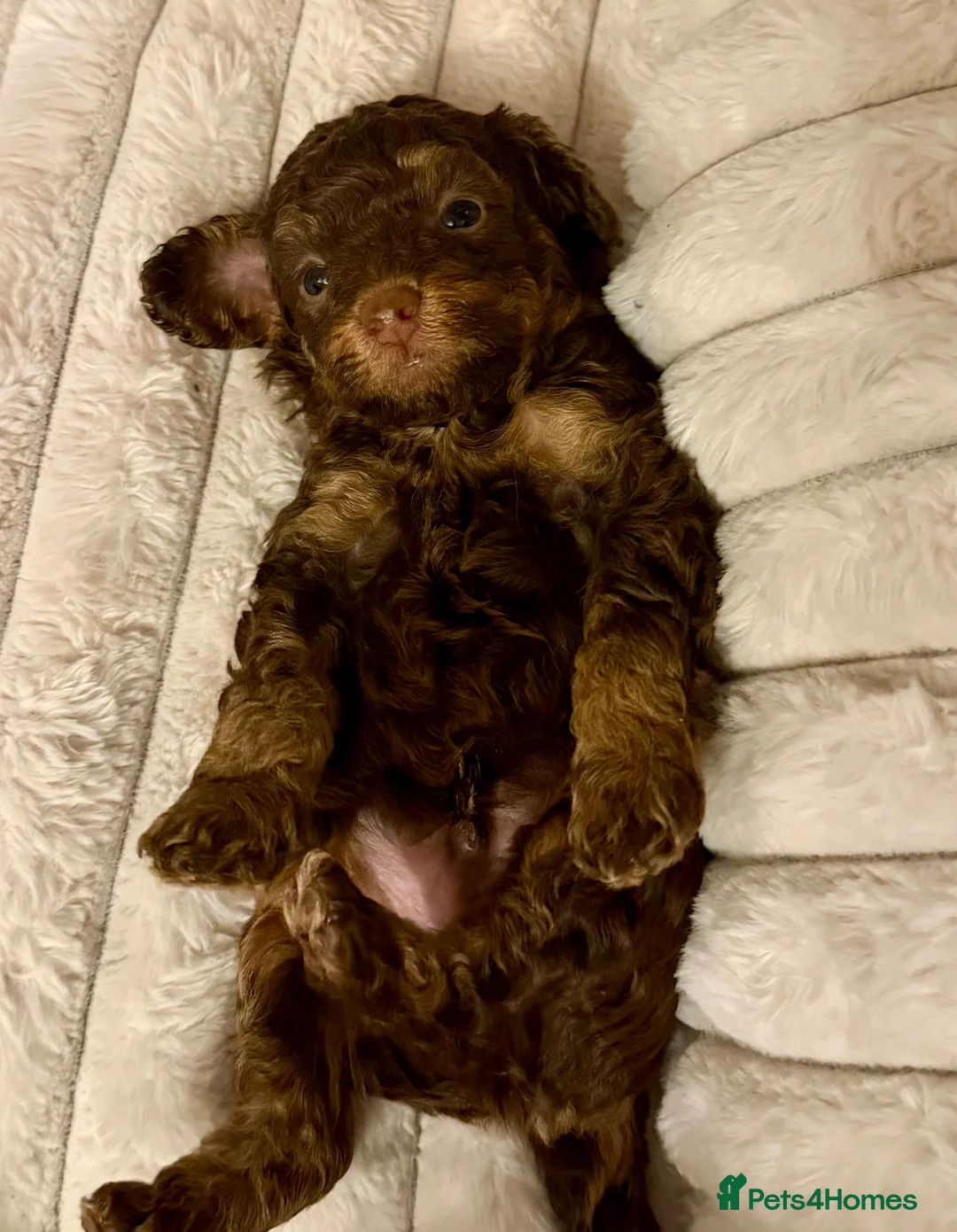 Toy Poodle dogs for sale: Kc registered Toy poodles  - Advert 2