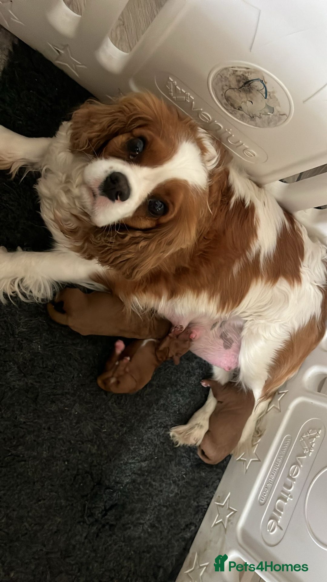 Cavapoo dogs for sale: Stunning F1 Cavapoo pups ONE GIRL LEFT - Image 9