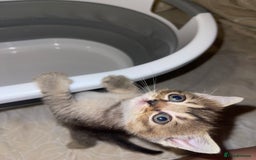 British Shorthair cats for sale: British short hair kittens - Image 15