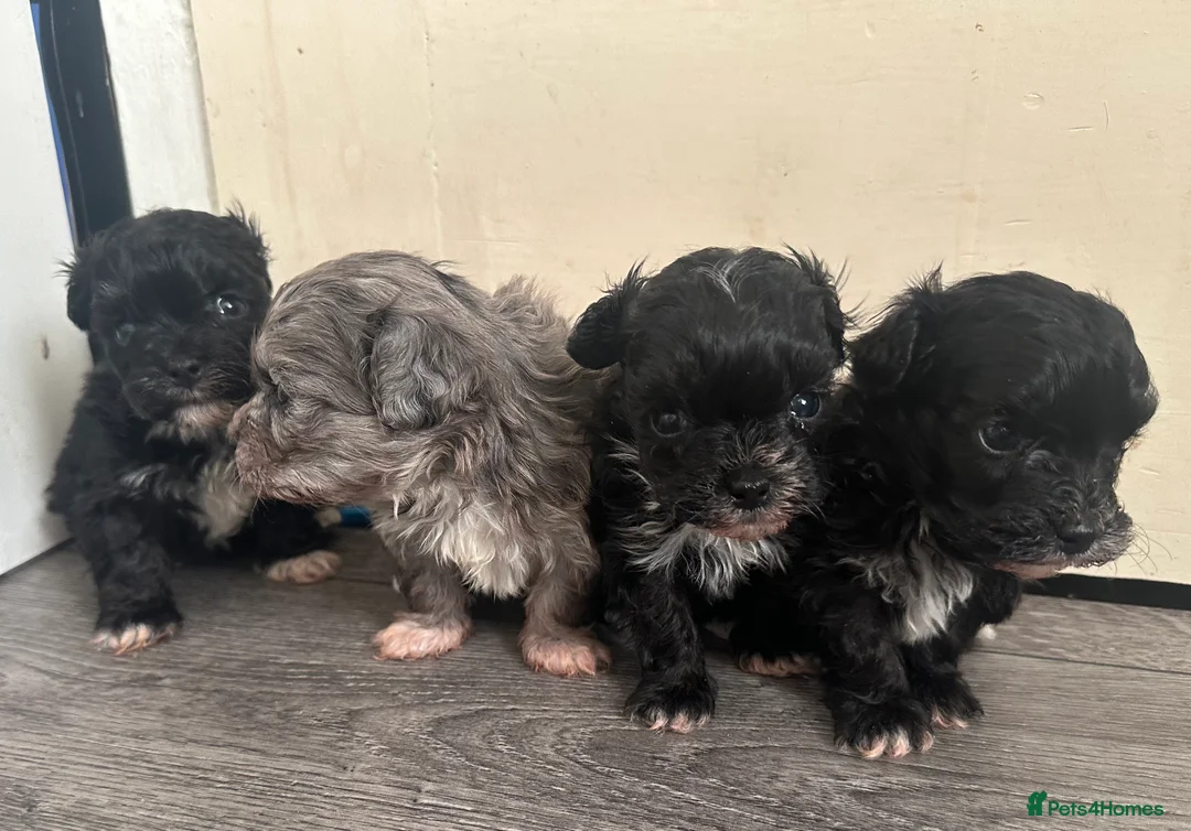 Maltipoo dogs for sale: F1 Toy Maltipoos - Advert 32
