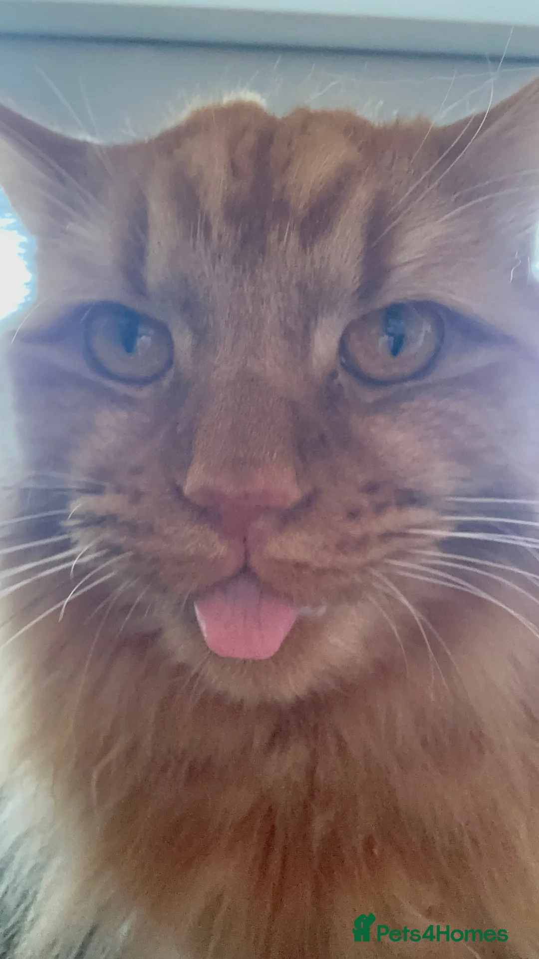 Mixed Breed cats for sale: Beautiful boy for rehoming - Advert 6