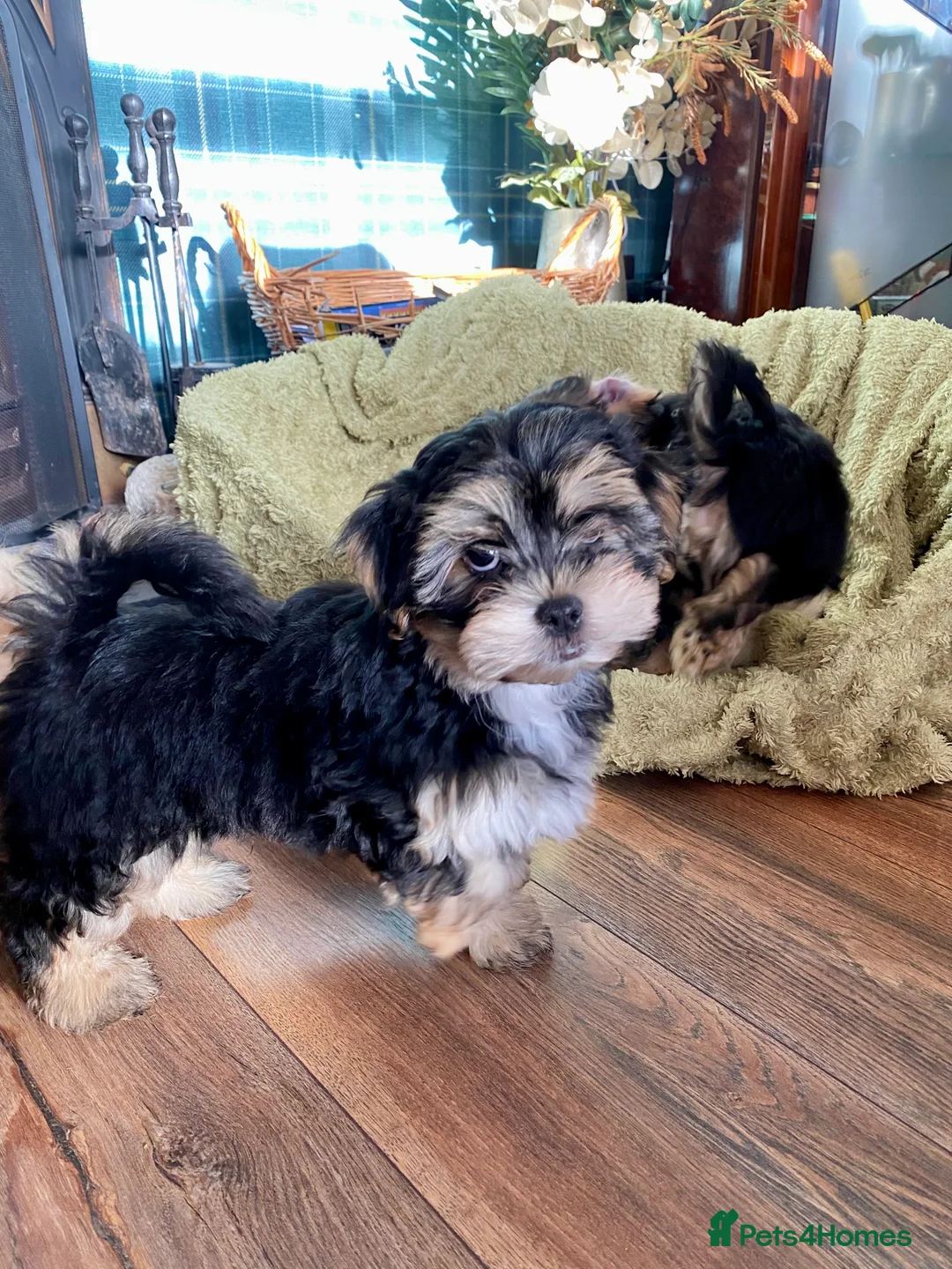 Morkie dogs for sale: Morkie puppies  - Advert 2