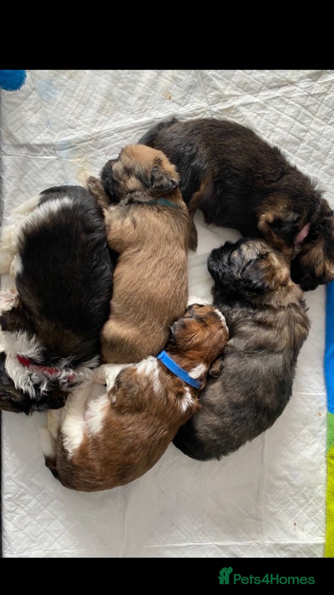 Shih Tzu dogs for stud: Kc Registered Shih Tzu for stud in Bournemouth - Advert 9