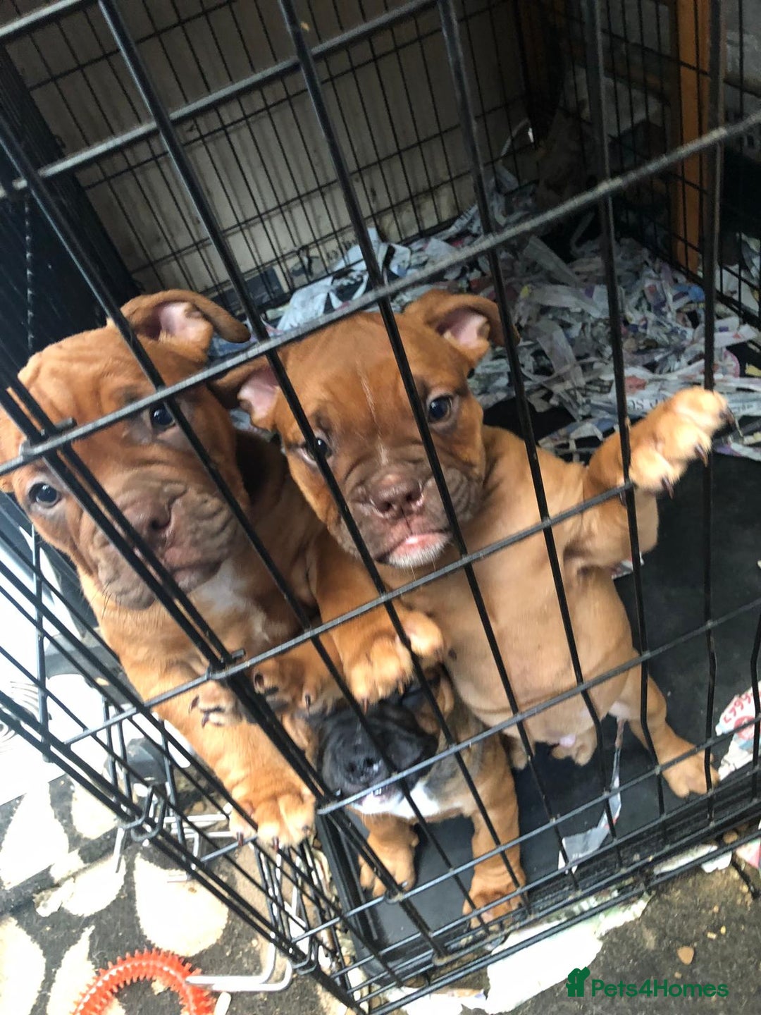 Dorset Olde Tyme Bulldogge dogs for sale: Pups for sale - Image 5