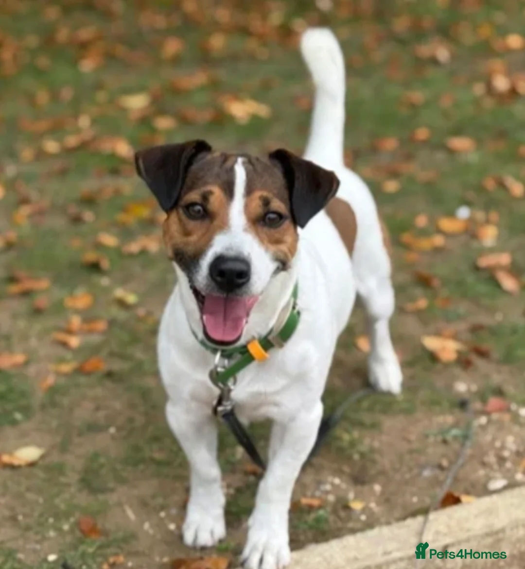 Jack Russell dogs for sale: Puppies for sale soon - Advert 2