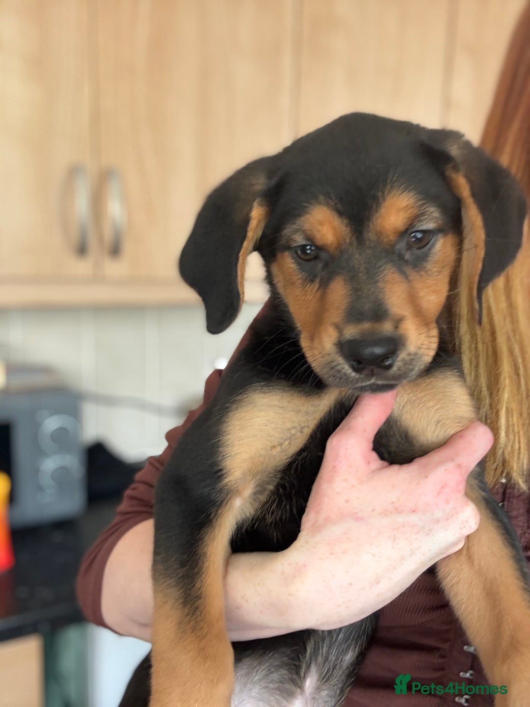 German Shepherd Black Beagle Mix Rottweiler Beagle Shepherd Mix 2025