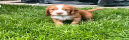 Cocker Spaniel dogs for sale: *KC Registered working cocker spaniel pups* - Advert 7