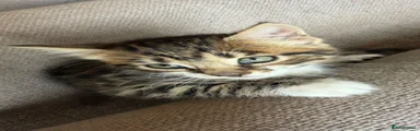 Tabby female 3