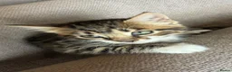 Mixed Breed cats for sale: Tabby kittens for sale  - Advert 6