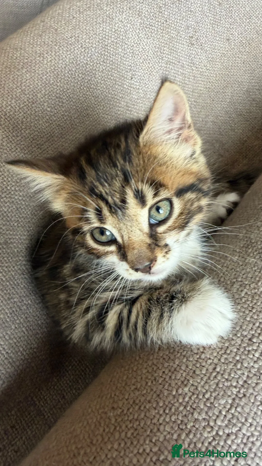 Mixed Breed cats for sale: Tabby kittens for sale  - Advert 6
