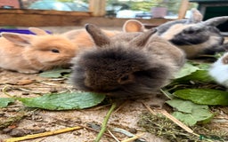 Lionhead rabbits for sale: Rabbits for sale  - Image 2