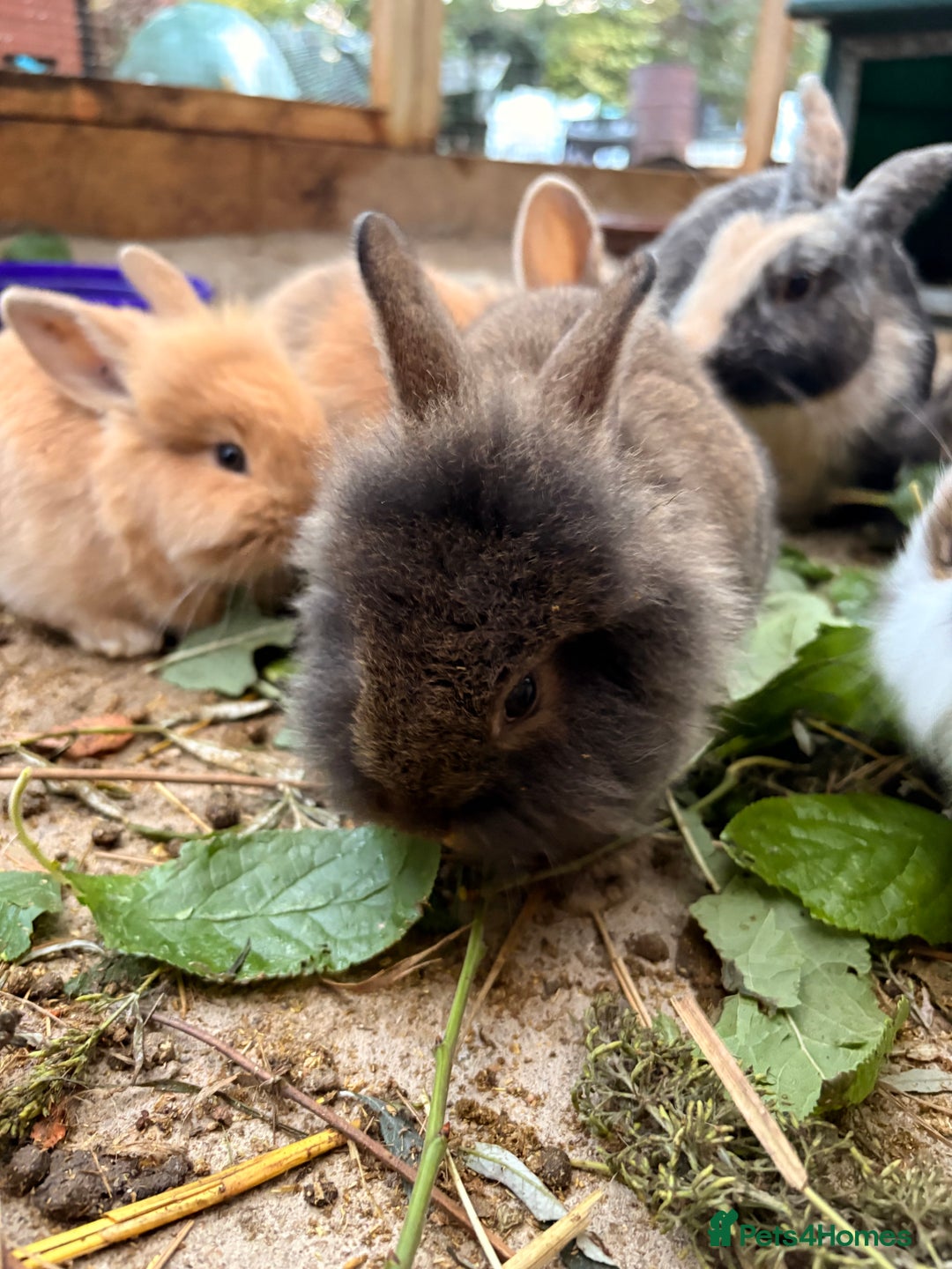 Lionhead rabbits for sale: Rabbits for sale  - Image 2