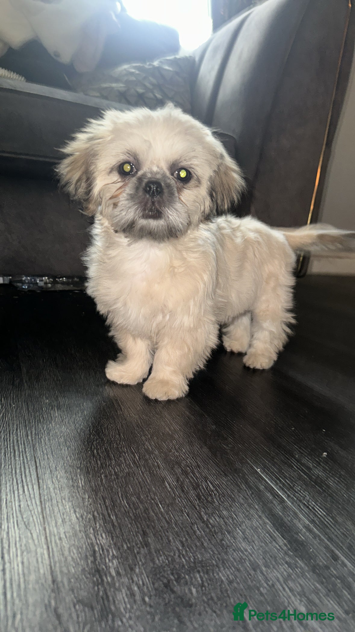 Shih Tzu dogs ONE PUPPY AVAILABLE READY NOW - Advert 18