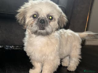 Shih Tzu dogs ONE PUPPY AVAILABLE READY NOW - Advert 15