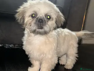 Shih Tzu dogs ONE PUPPY AVAILABLE READY NOW - Advert 18