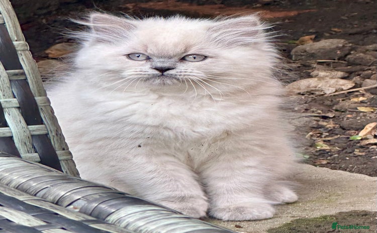 British Shorthair cats - Advert 12