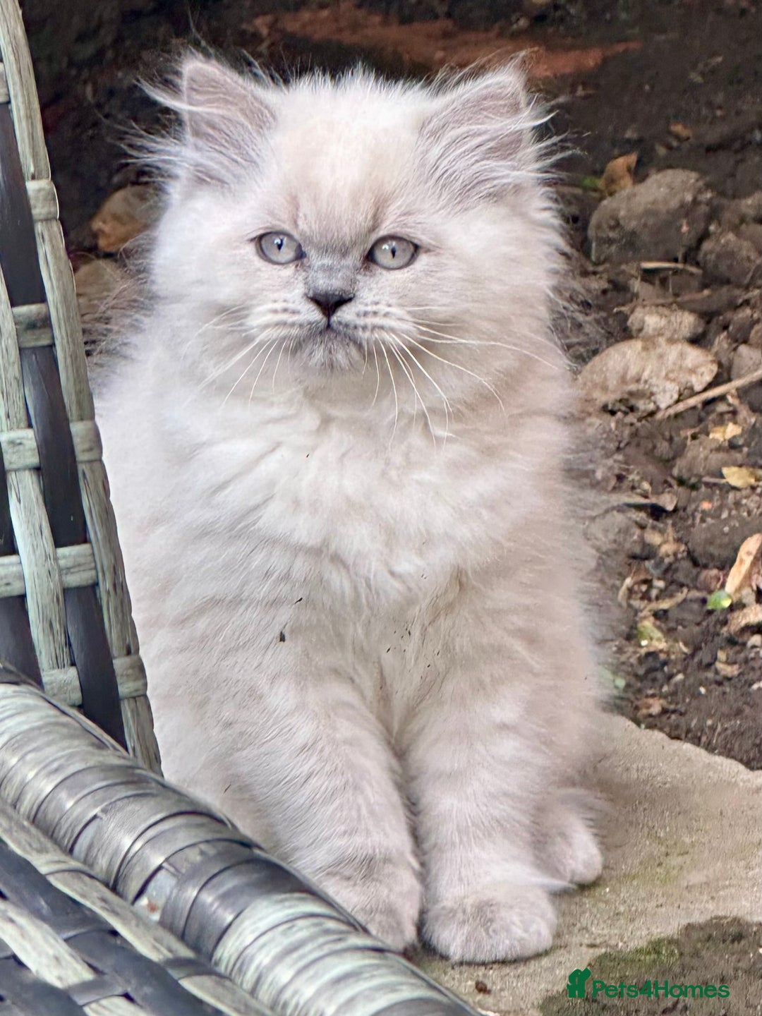 British Shorthair cats for sale: Ready For Forever Homes Soon! - Image 4
