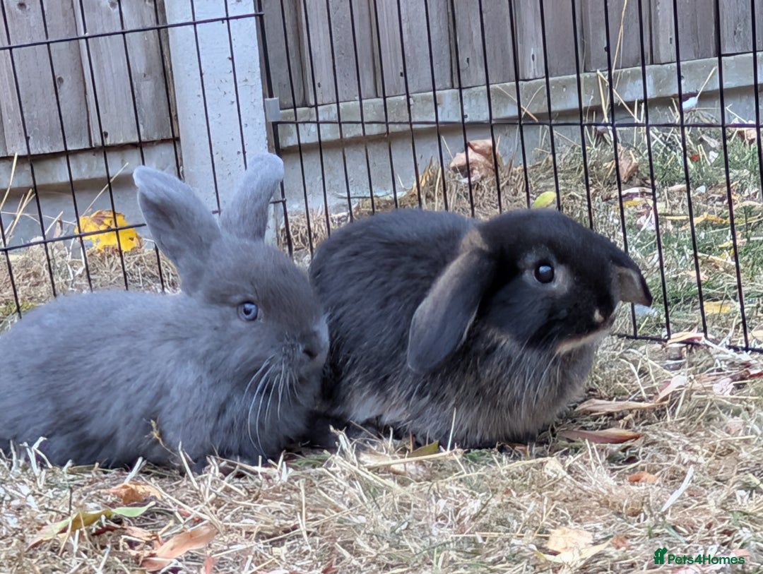 Mini Lop rabbits for sale: 3 stunning mini lops  - Image 3