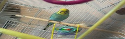 Ringnecks birds for sale: ***2 female budgies*** + cage - Advert 2
