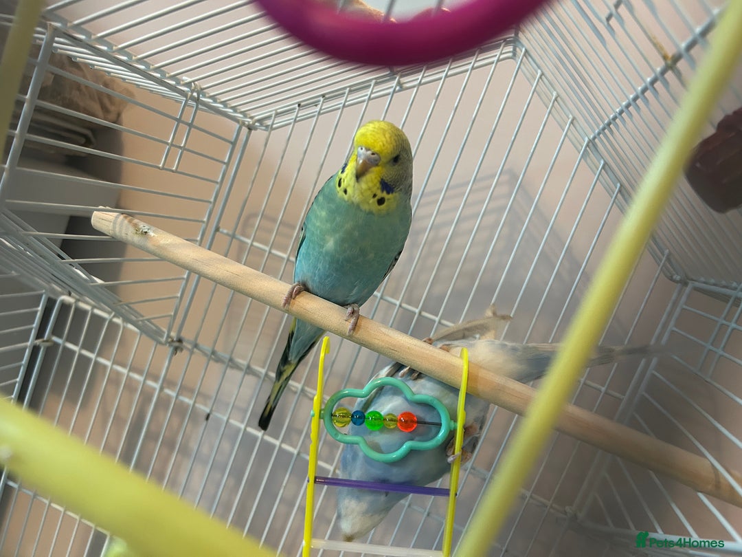 Ringnecks birds for sale: ***2 female budgies*** + cage - Advert 2