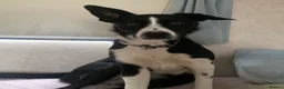 Smooth Collie dogs for sale: New Home Needed! Please Read Description!! in Wisbech - Advert 2