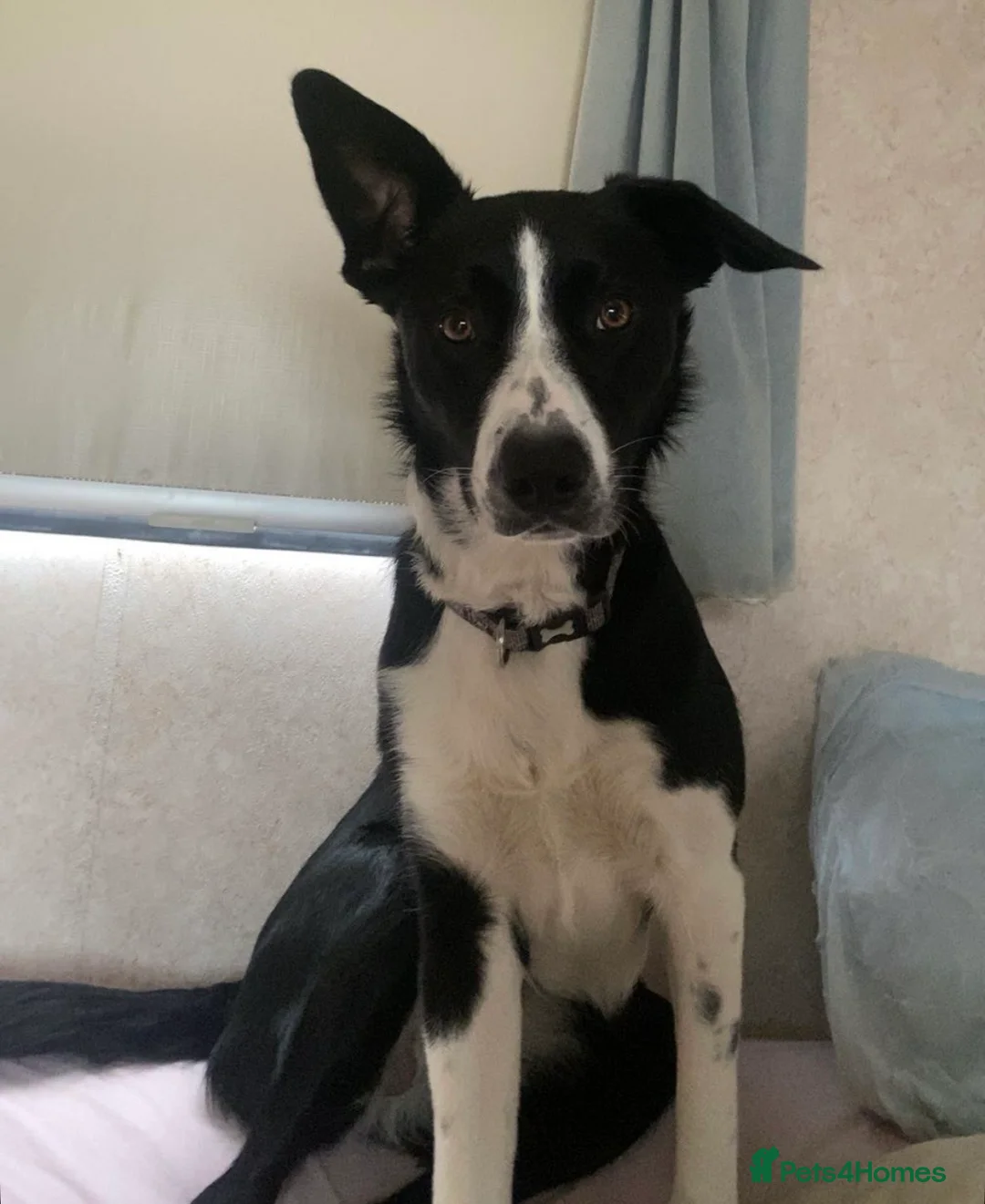 Smooth Collie dogs for sale: New Home Needed! Please Read Description!! in Wisbech - Advert 2