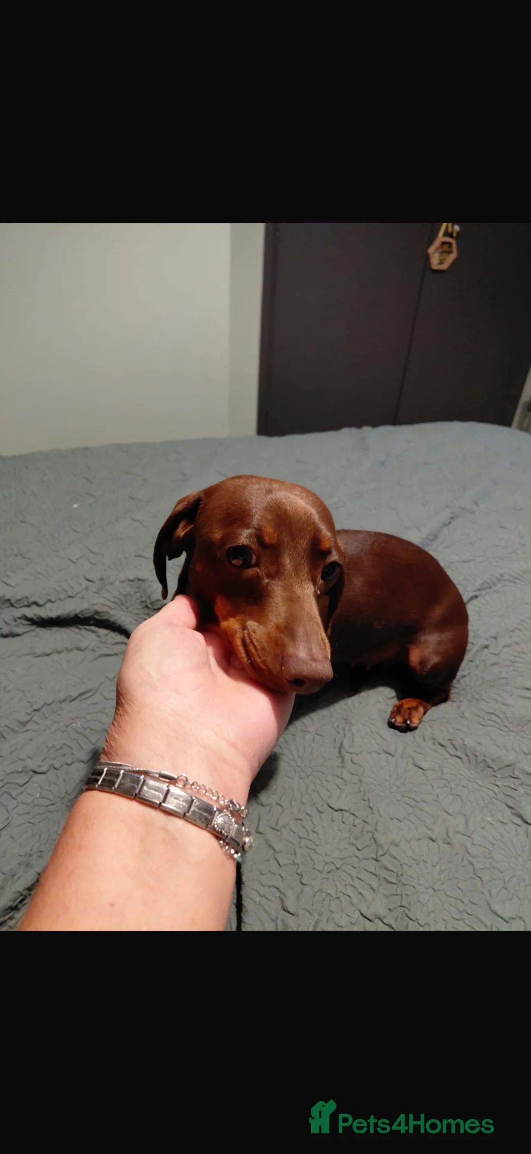 Miniature Dachshund dogs for sale: Adult female mini dachshund in Swansea - Advert 1