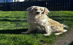 Golden Retriever dogs for sale: Golden retriever puppies  - Image 12