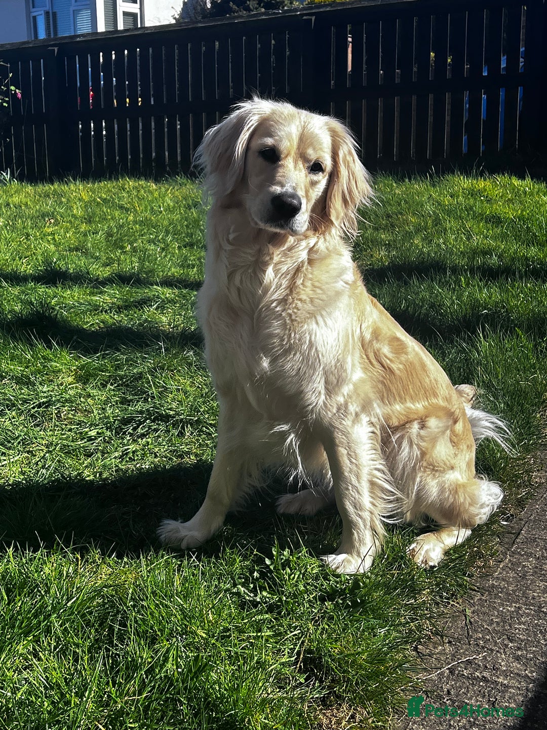 Golden Retriever dogs for sale: Golden retriever puppies  - Image 12