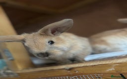 Mixed Breed rabbits for sale: Lion lop x Holland lop (Ready now) - Image 3