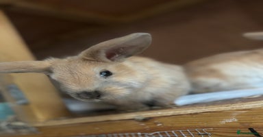 Mixed Breed rabbits - Advert 7
