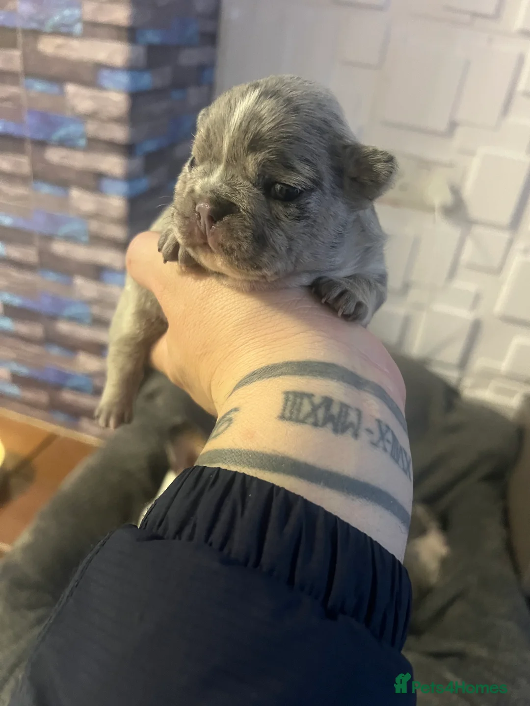 French Bulldog dogs for sale: French puppy  - Advert 1