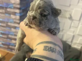 French Bulldog dogs French puppy - Advert 7