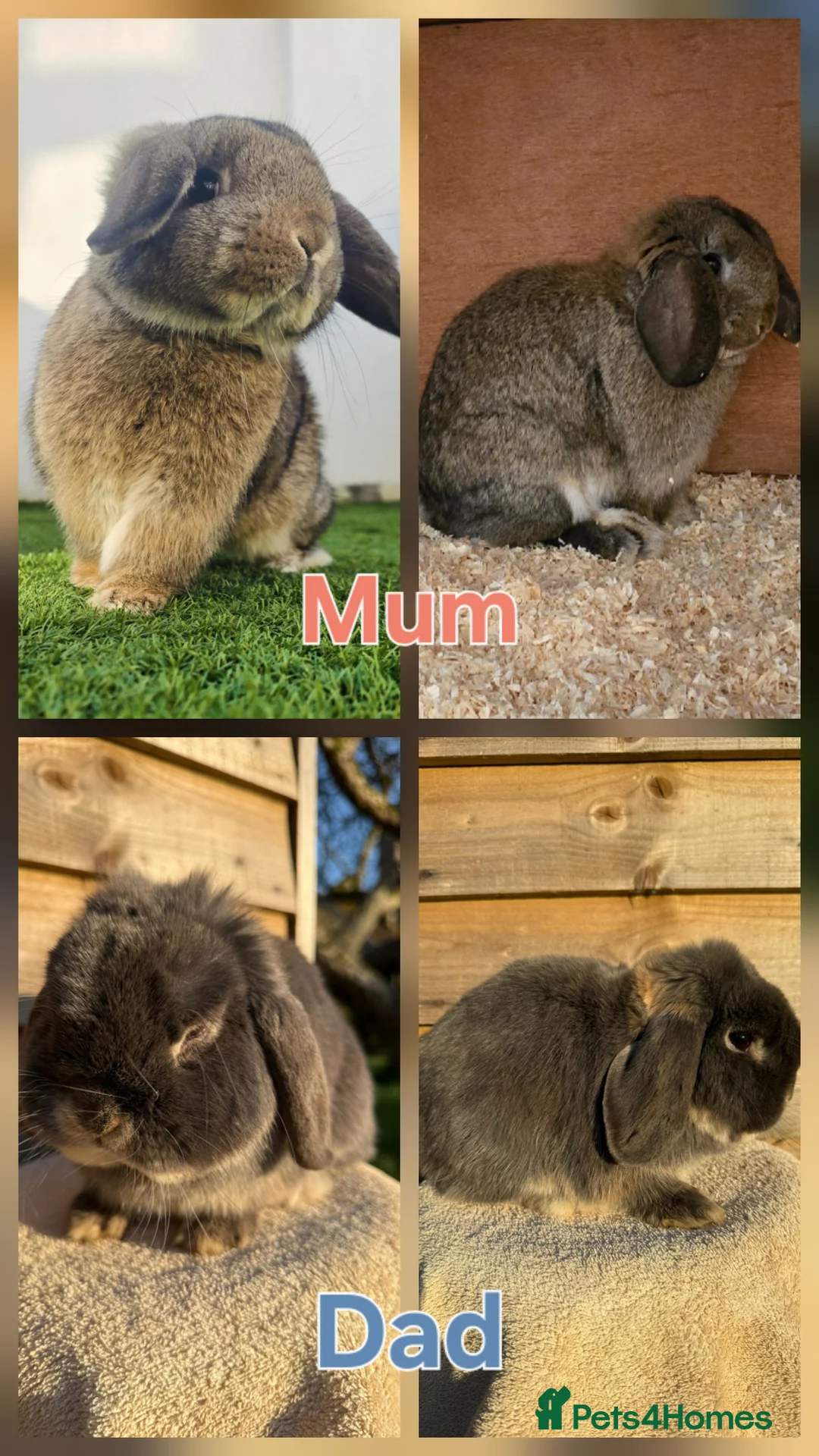 Mini Lop rabbits for sale: Baby lops  in Poole - Advert 9