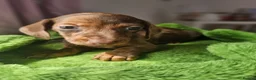 Dachshund dogs for sale: Miniture Dashshunds READY TO RESERVE - Advert 27