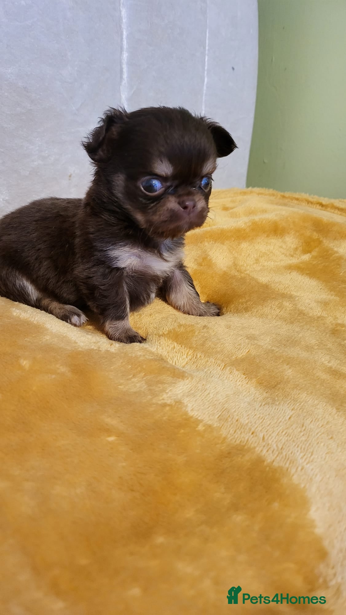 Chihuahua dogs Beautiful Long-Haired Chihuahua Puppies - Advert 1