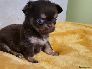 Chihuahua dogs Beautiful Long-Haired Chihuahua Puppies - Advert 1