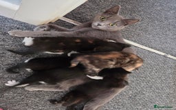 Domestic Shorthair cats for sale: Black and white male - Image 4