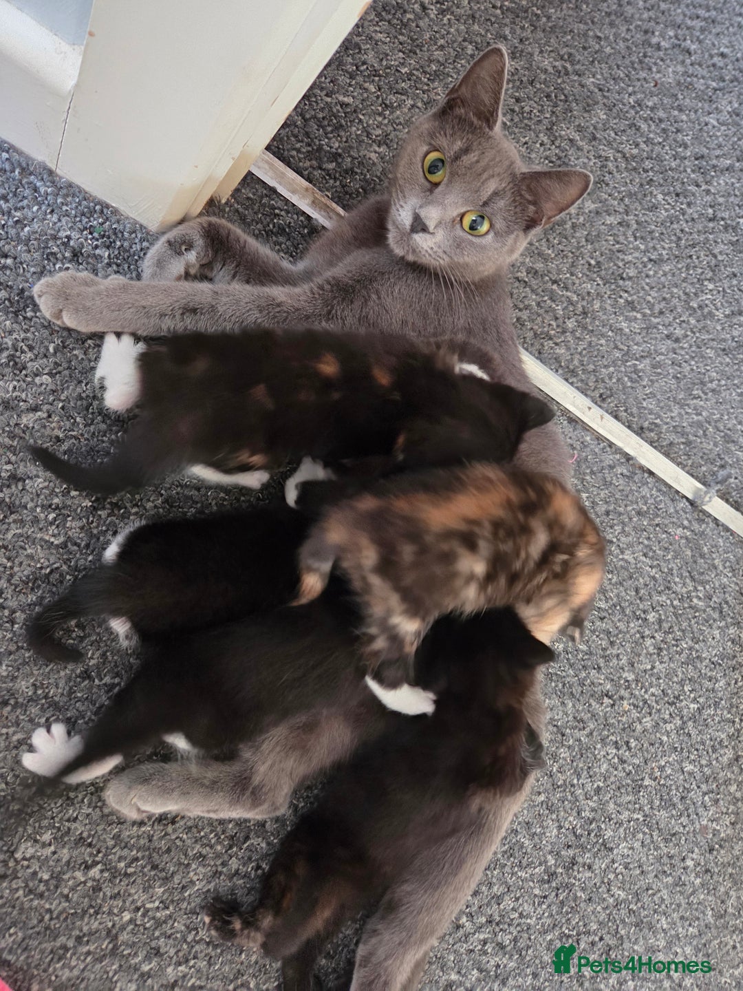 Domestic Shorthair cats for sale: Black and white male - Image 4