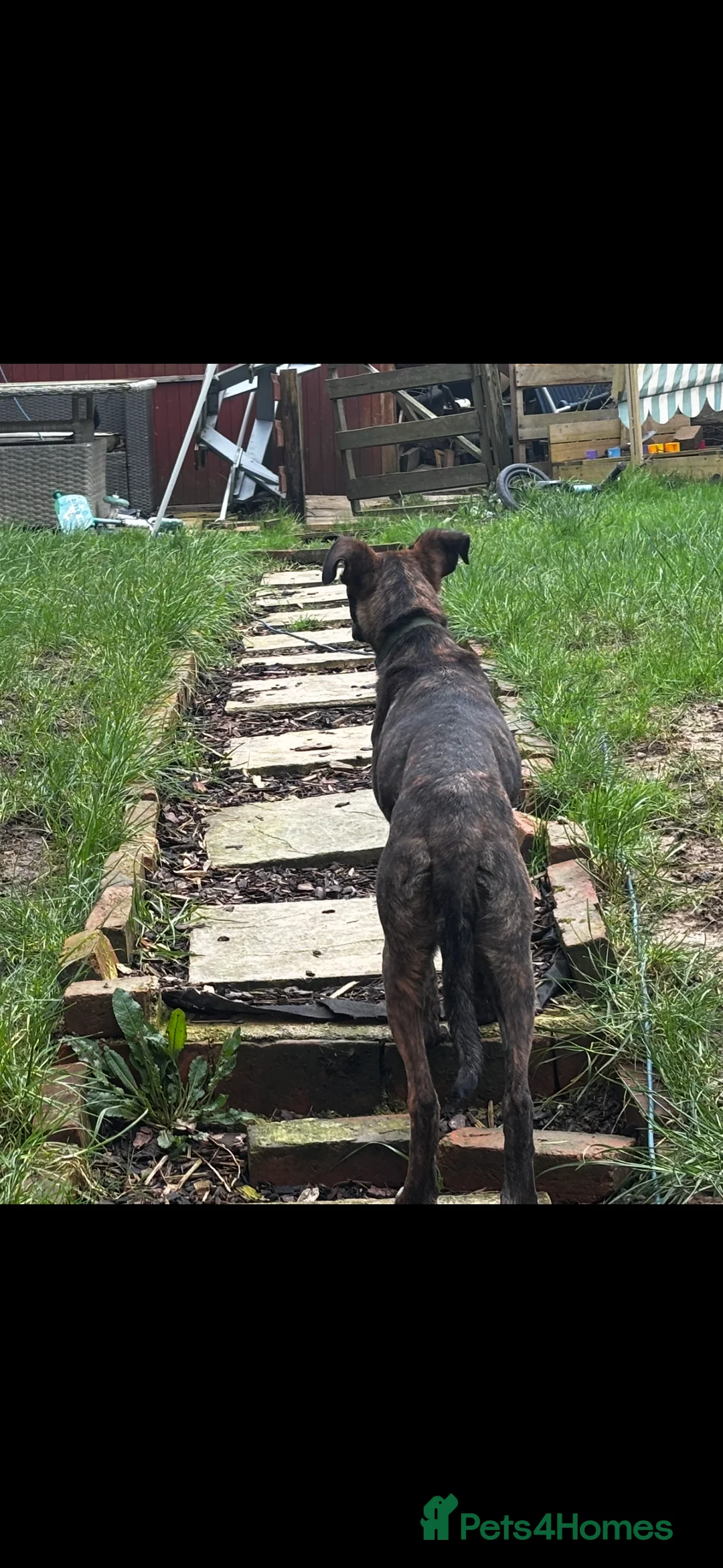 Mixed Breed dogs for sale: Lurcher x bull - Advert 3