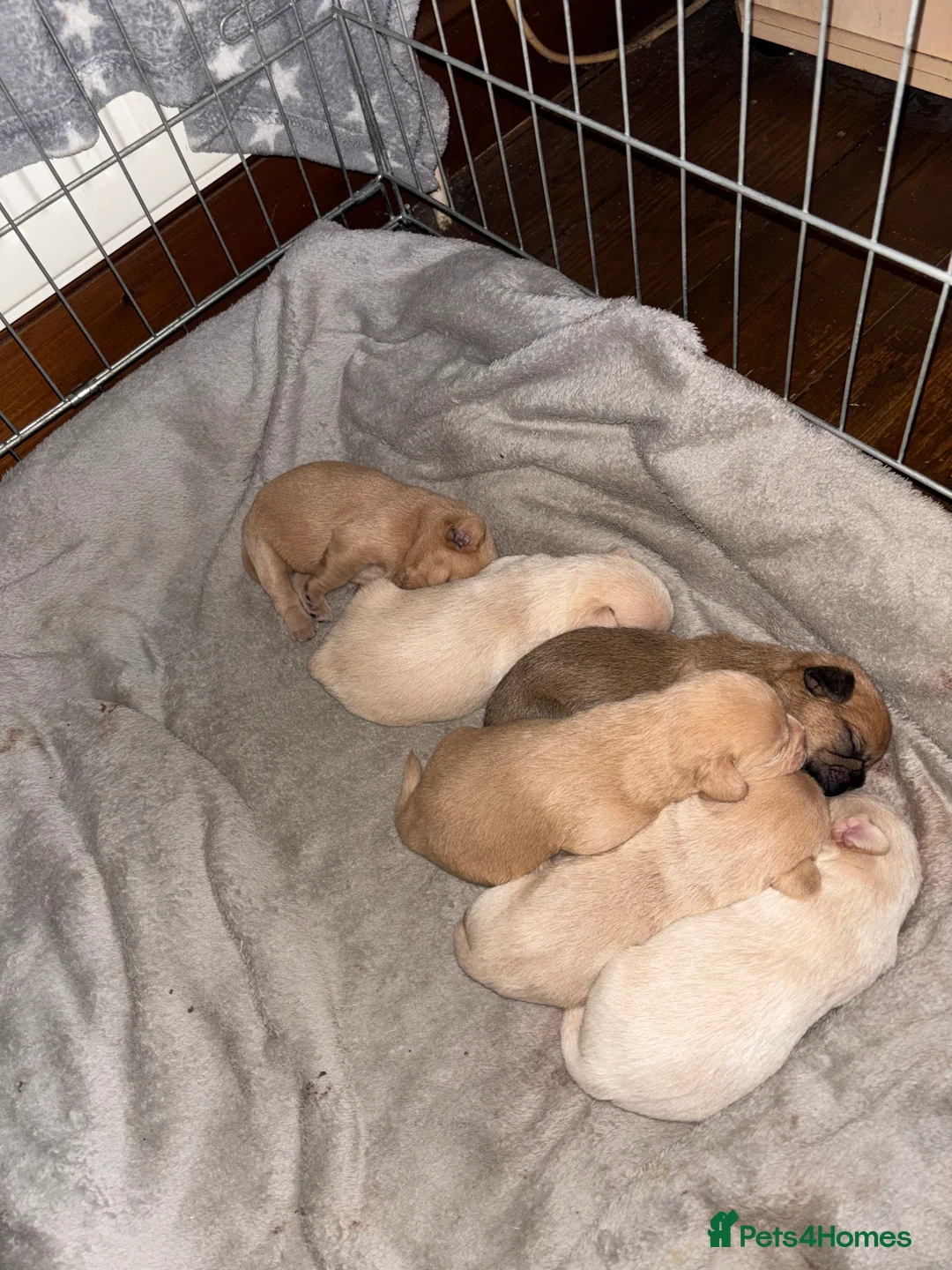 Mixed Breed dogs for sale: Floodles - Advert 7