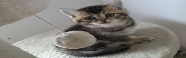 British Shorthair 4