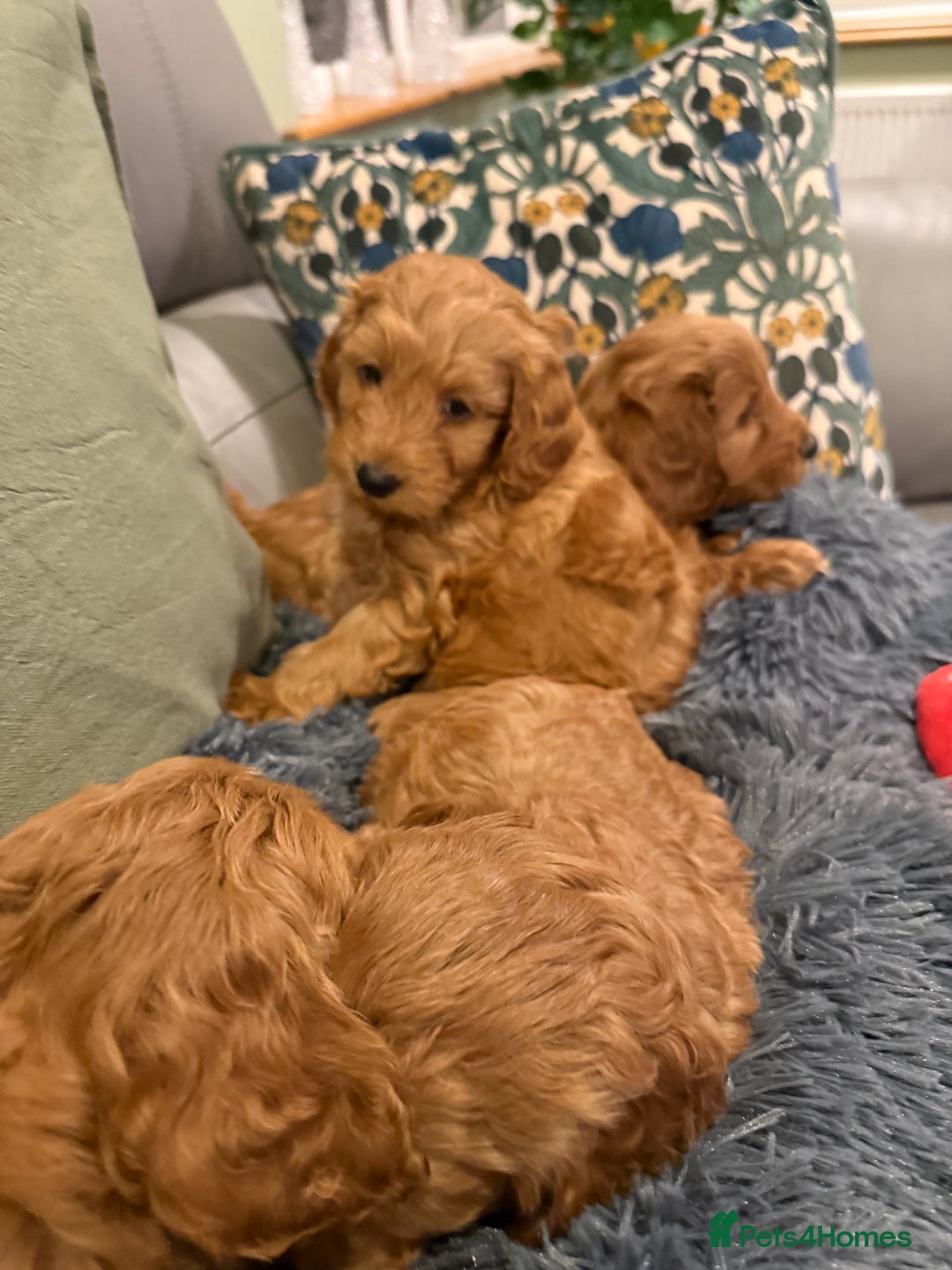 Cockapoo dogs for sale: MINI F1b COCKAPOO Puppies - Advert 13