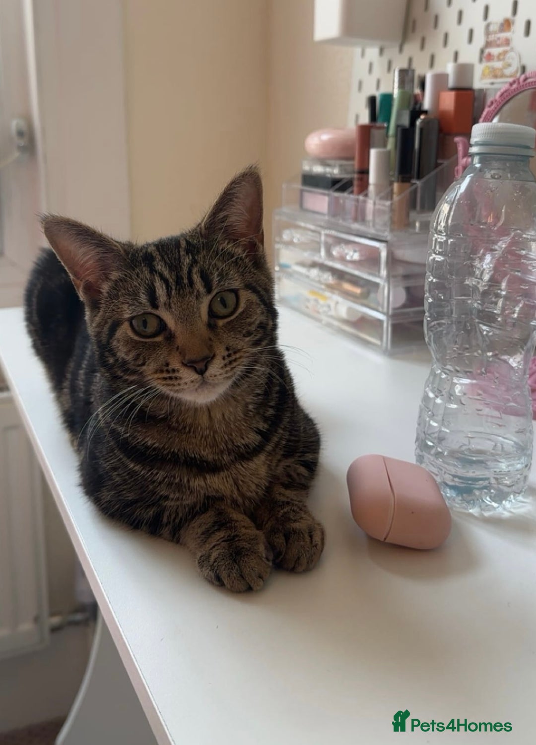 Mixed Breed cats for sale: Two cute kittens looking for a loving home - Image 5