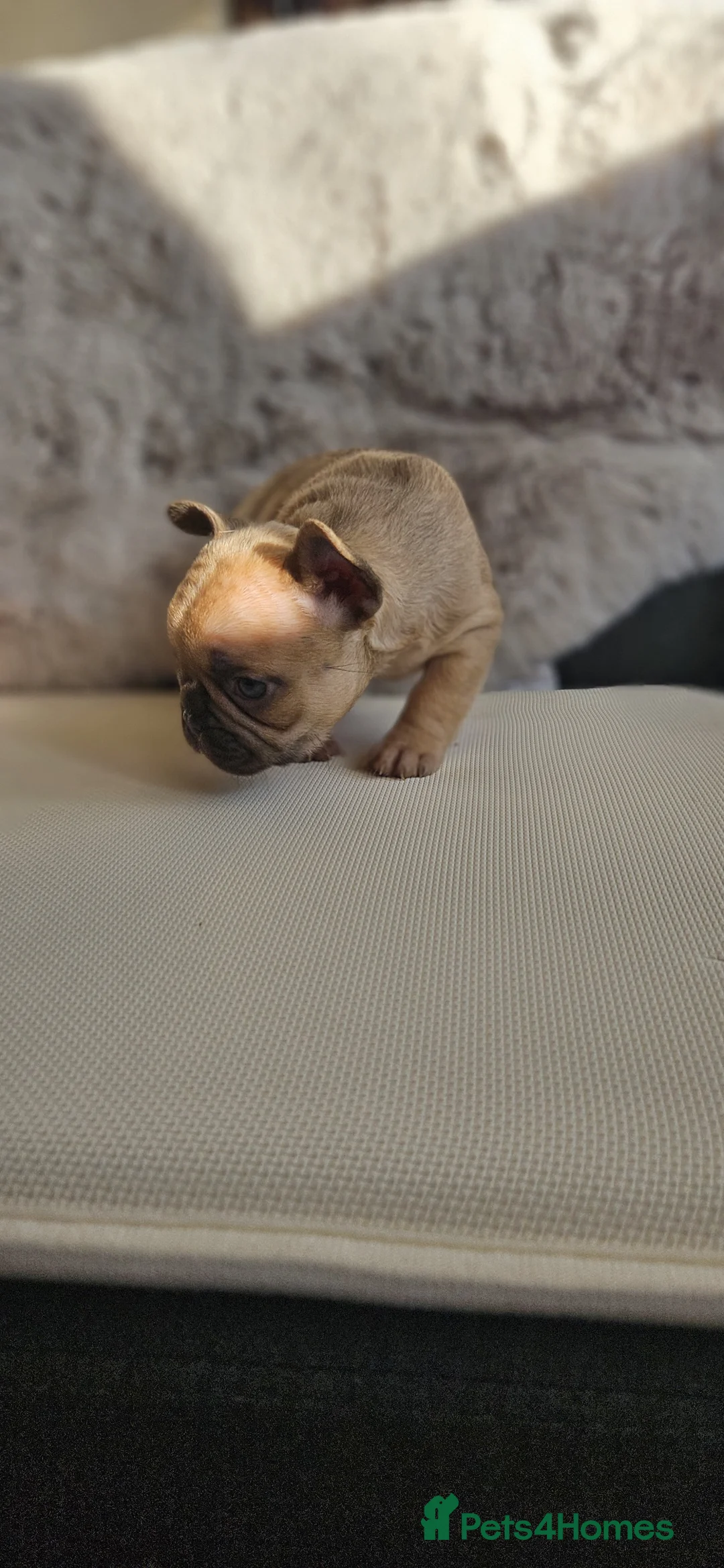 French Bulldog dogs for sale: Splendid French Bulldog Puppies For Sale - Advert 2
